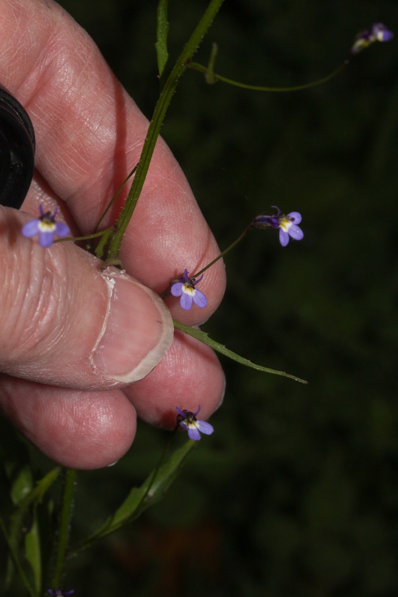 Lobelia xalapensis photo 2