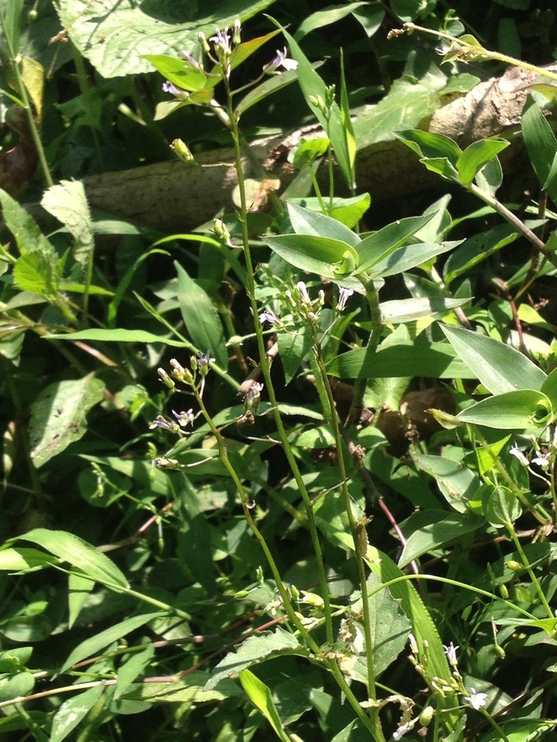 Lobelia xalapensis photo 3