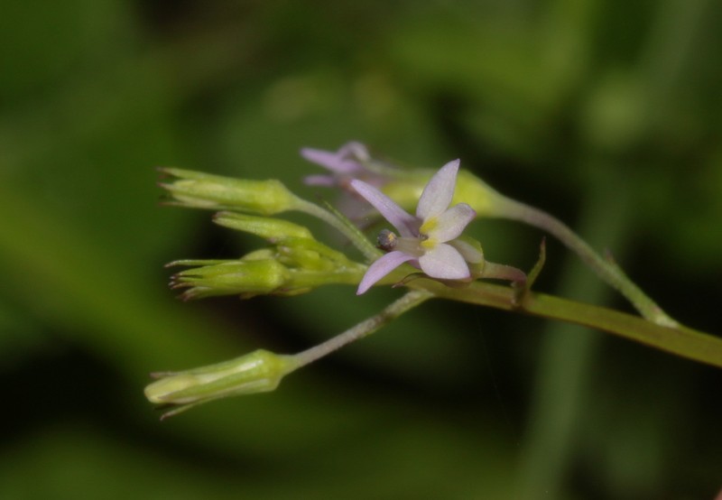 Lobelia xalapensis photo 4