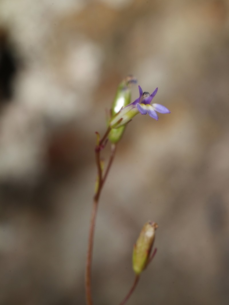 Lobelia xalapensis photo 5