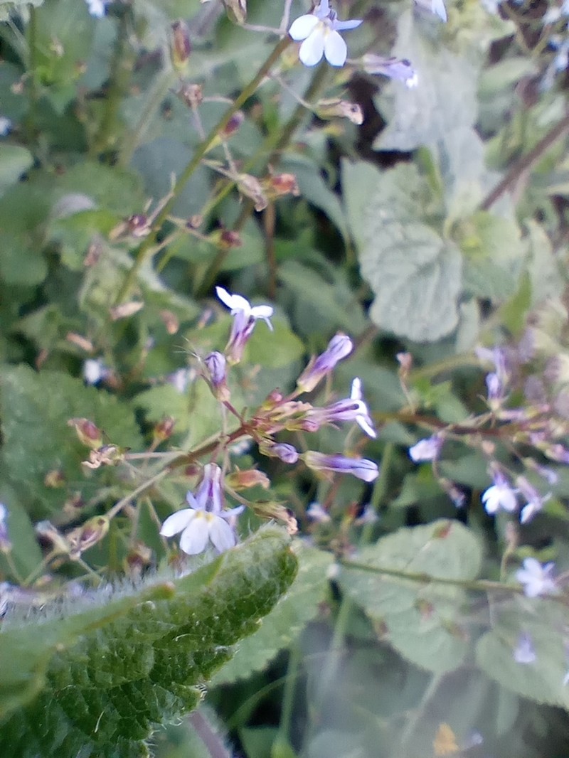 Lobelia xalapensis photo 6