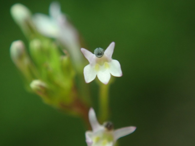 Lobelia xalapensis photo 7