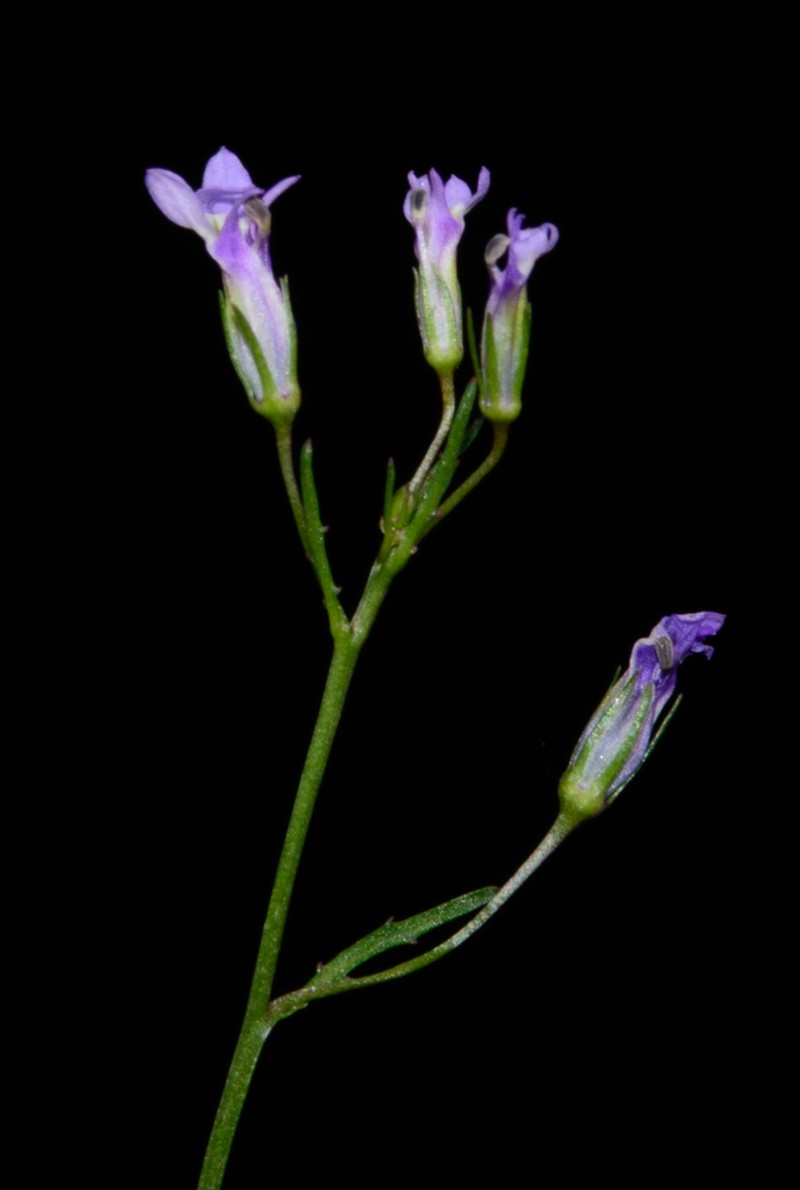 Lobelia xalapensis photo 8