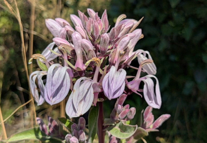 Lobelia xongorolana