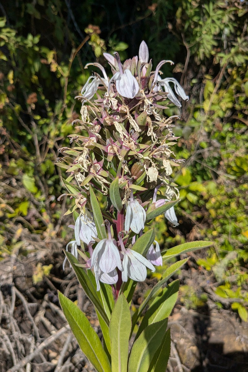 Lobelia xongorolana photo 2