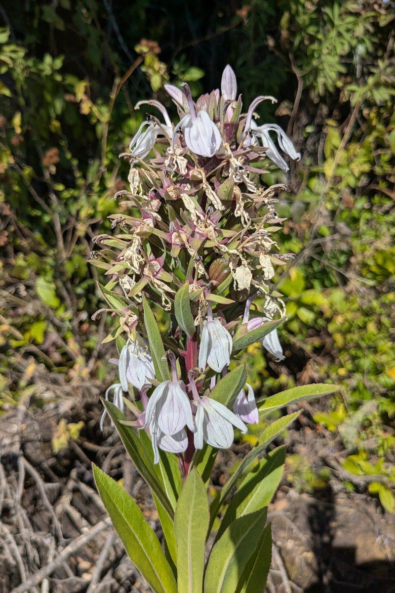 Lobelia xongorolana photo 3