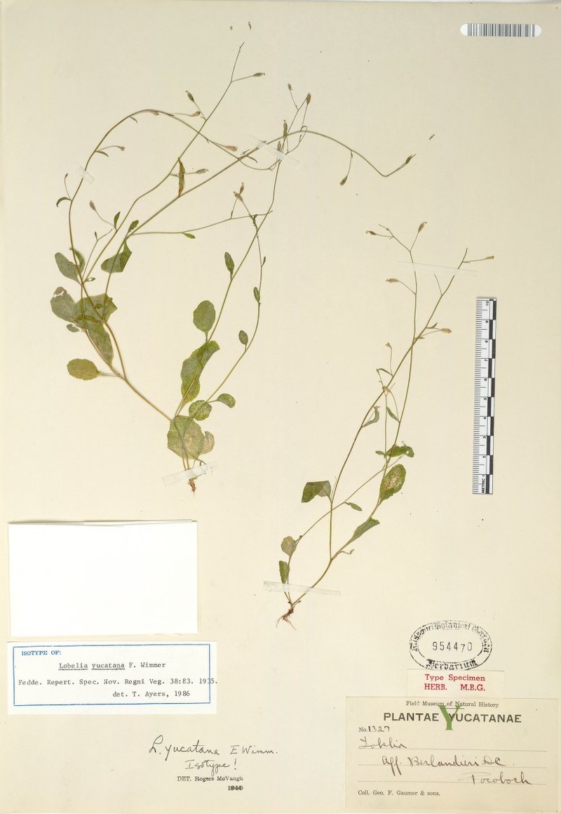 Lobelia yucatana photo 2