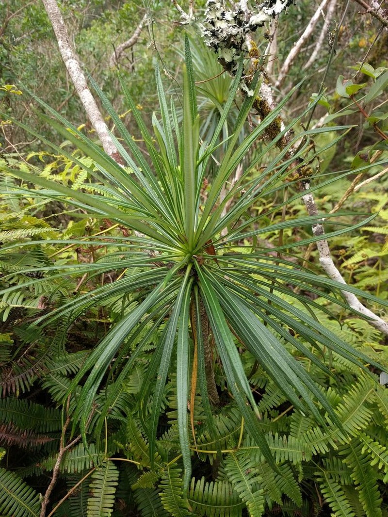 Panaunau photo 2