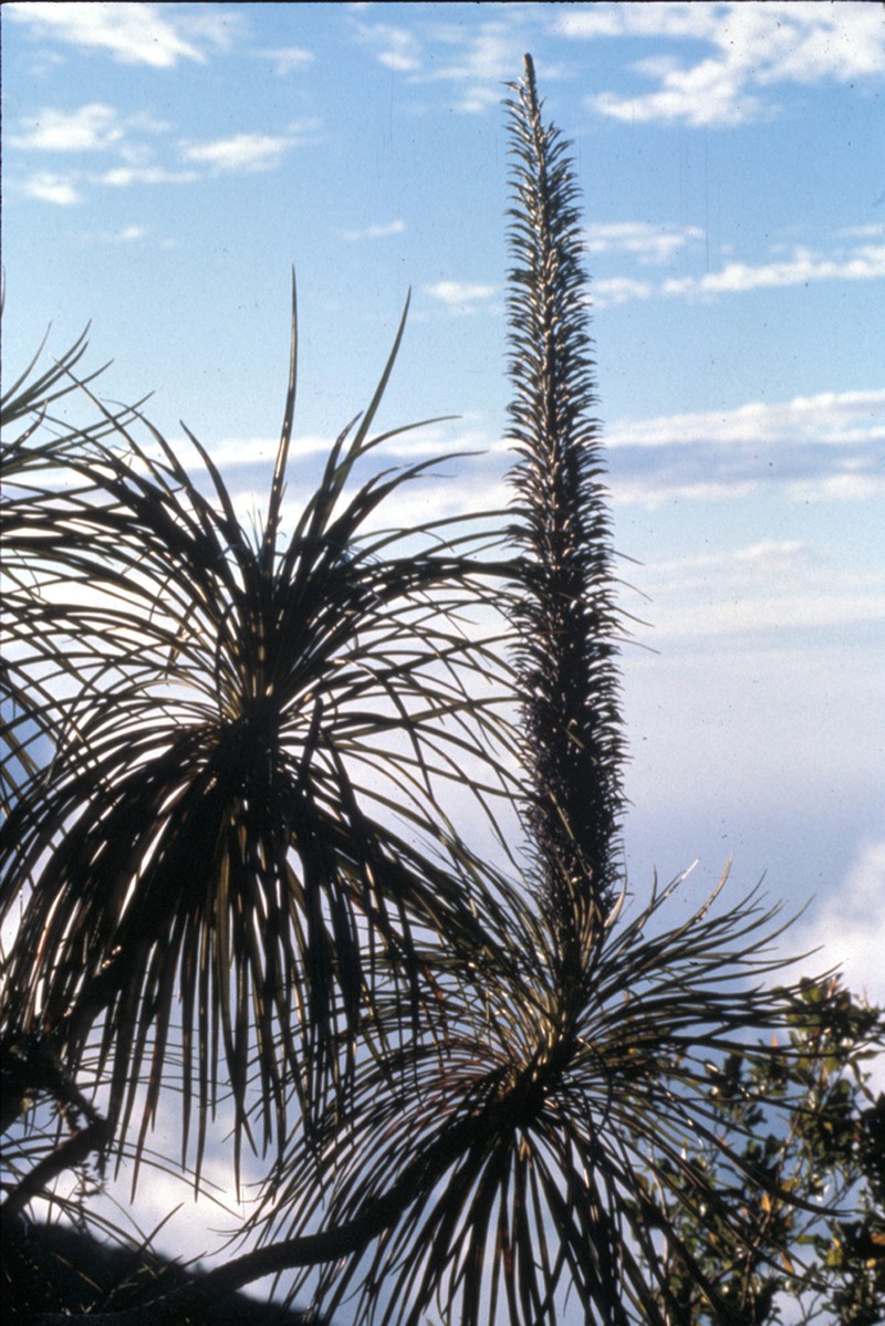 Panaunau photo 5