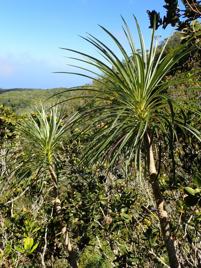 Panaunau photo 6