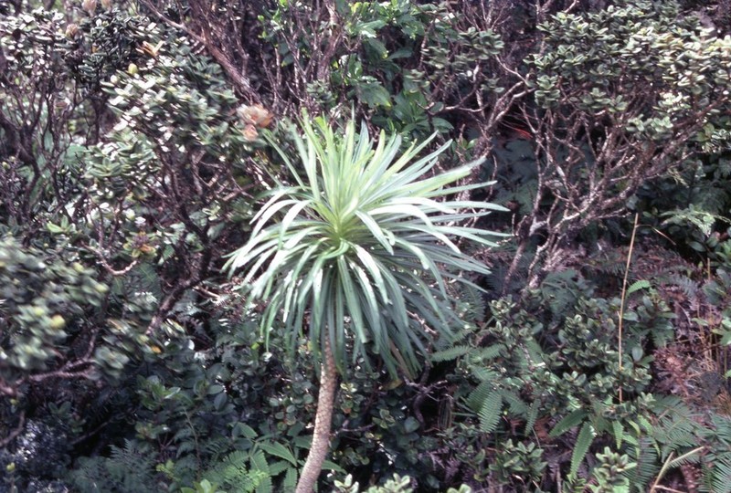 Panaunau photo 7