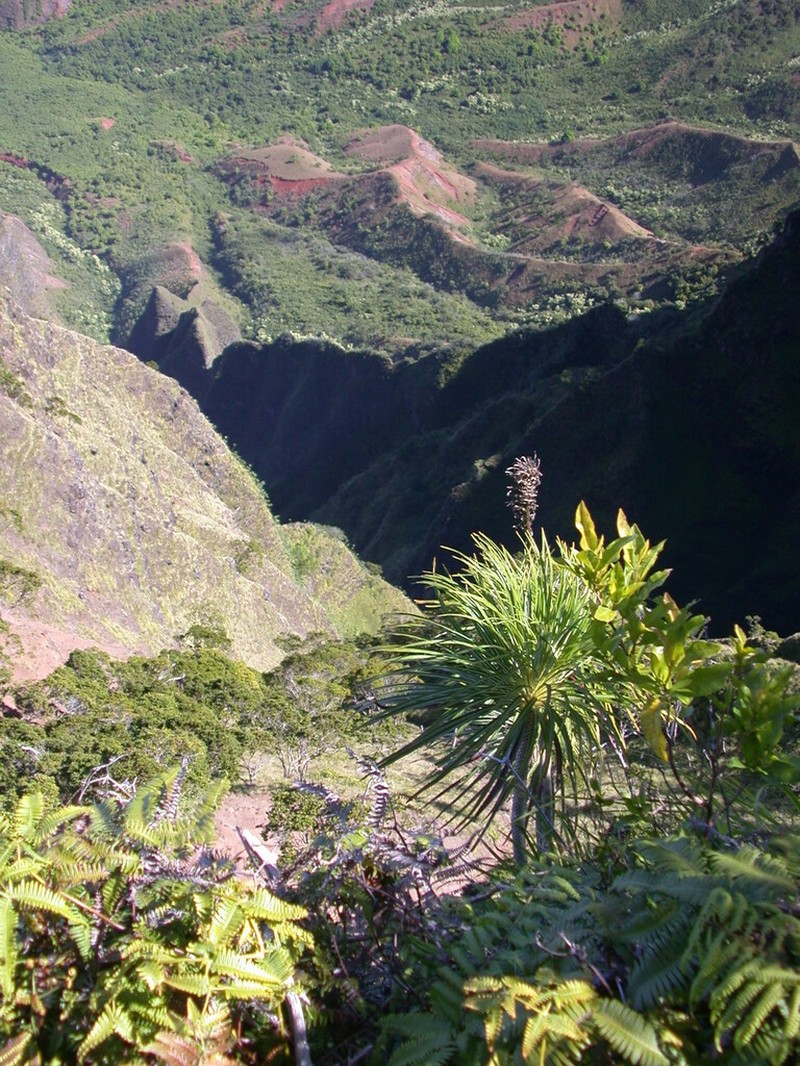 Panaunau photo 8