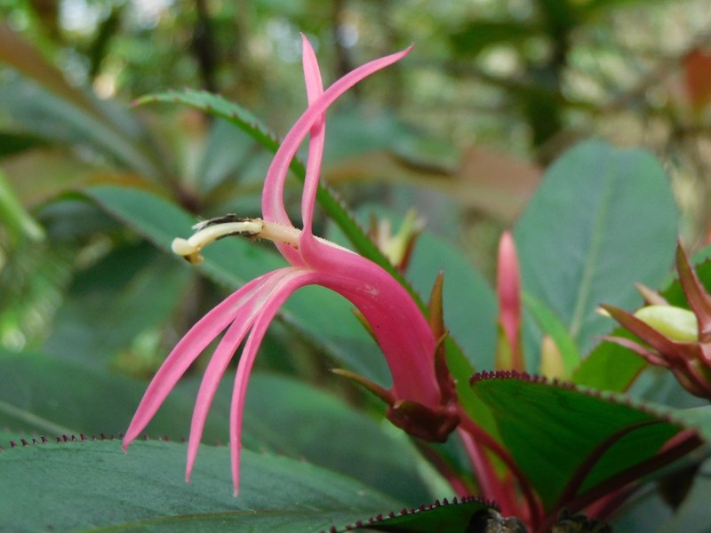 Lobelia zelayensis