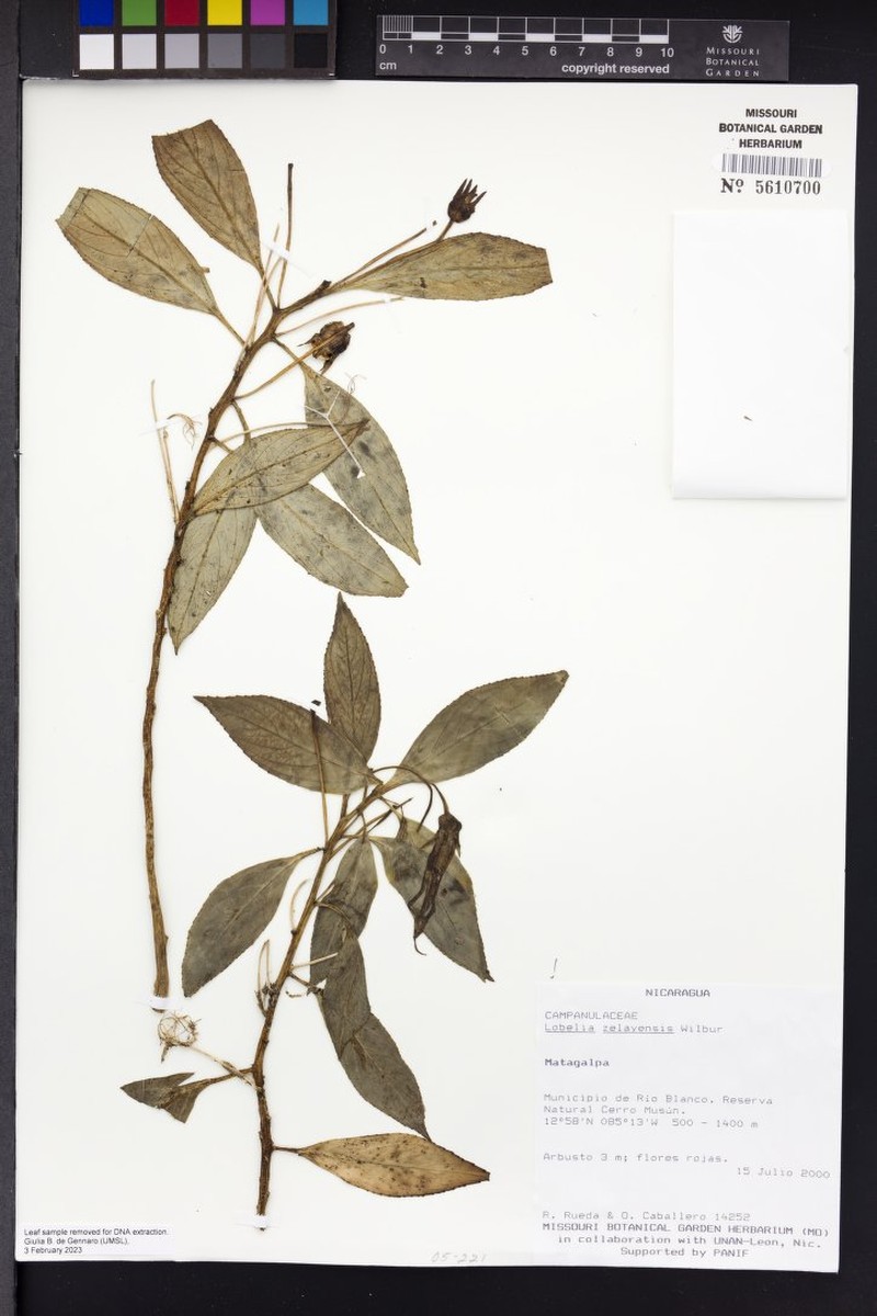 Lobelia zelayensis photo 2