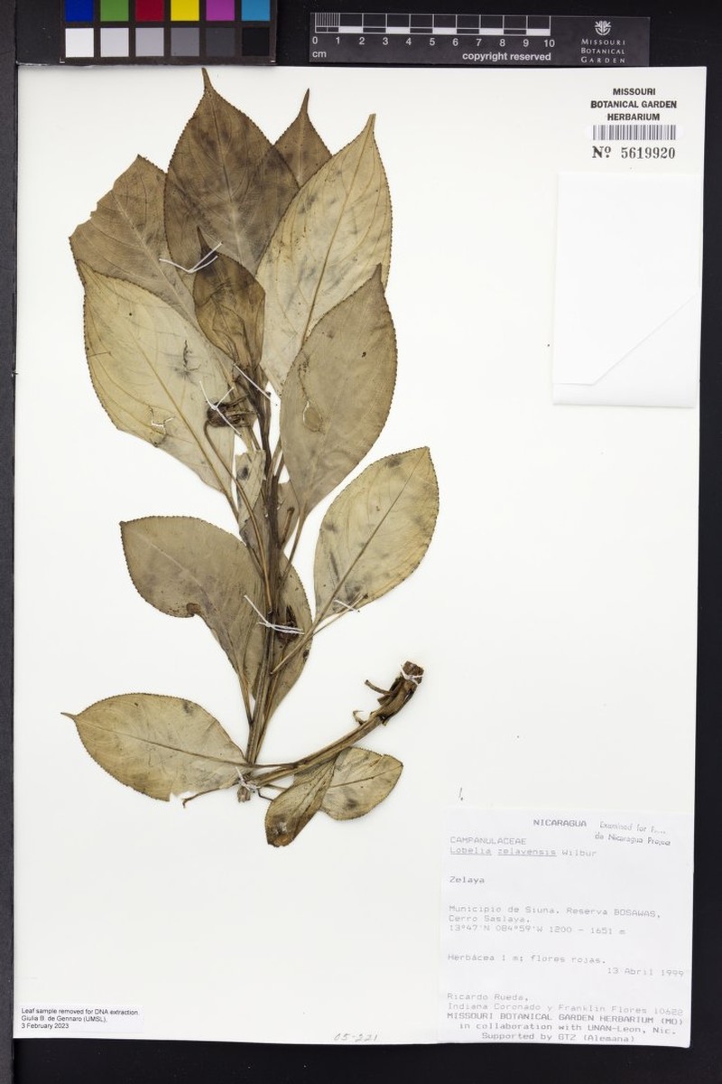 Lobelia zelayensis photo 3