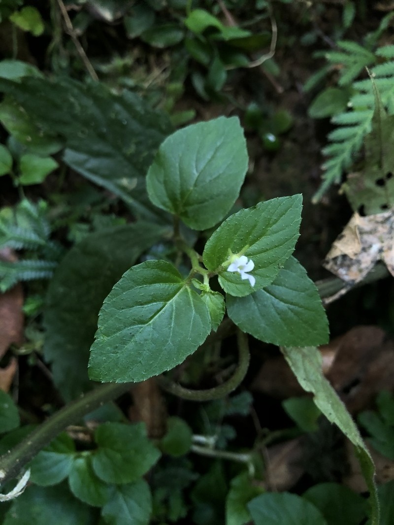 Lobelia zeylanica