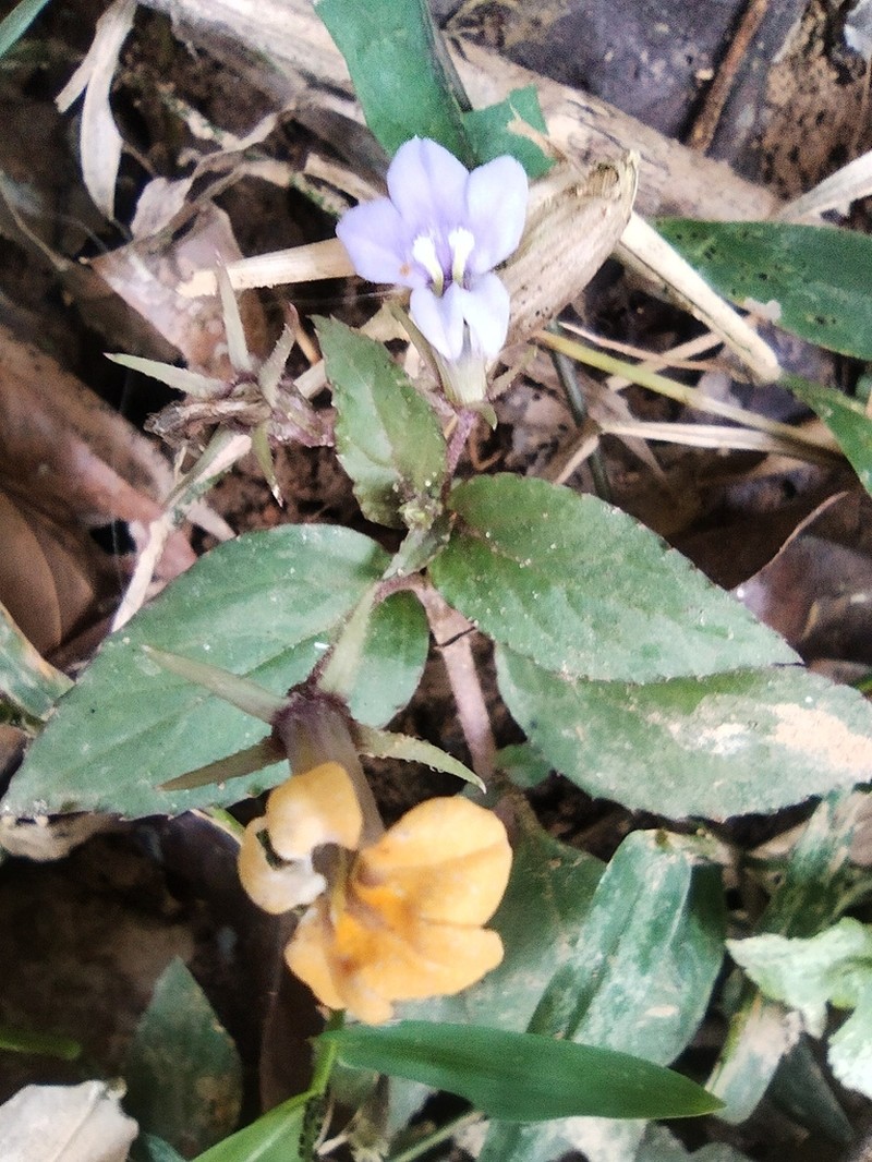 Lobelia zeylanica photo 2