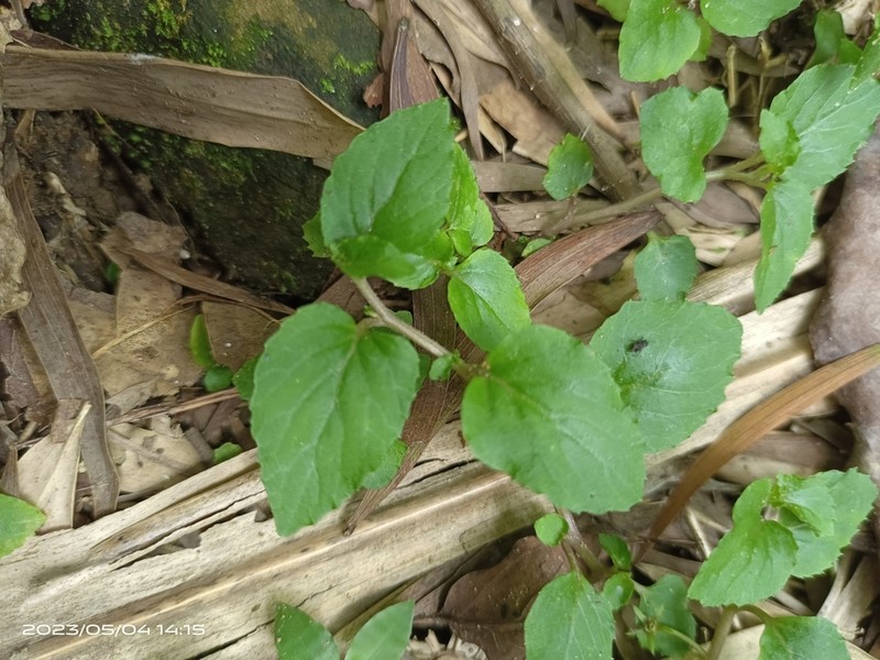 Lobelia zeylanica photo 3
