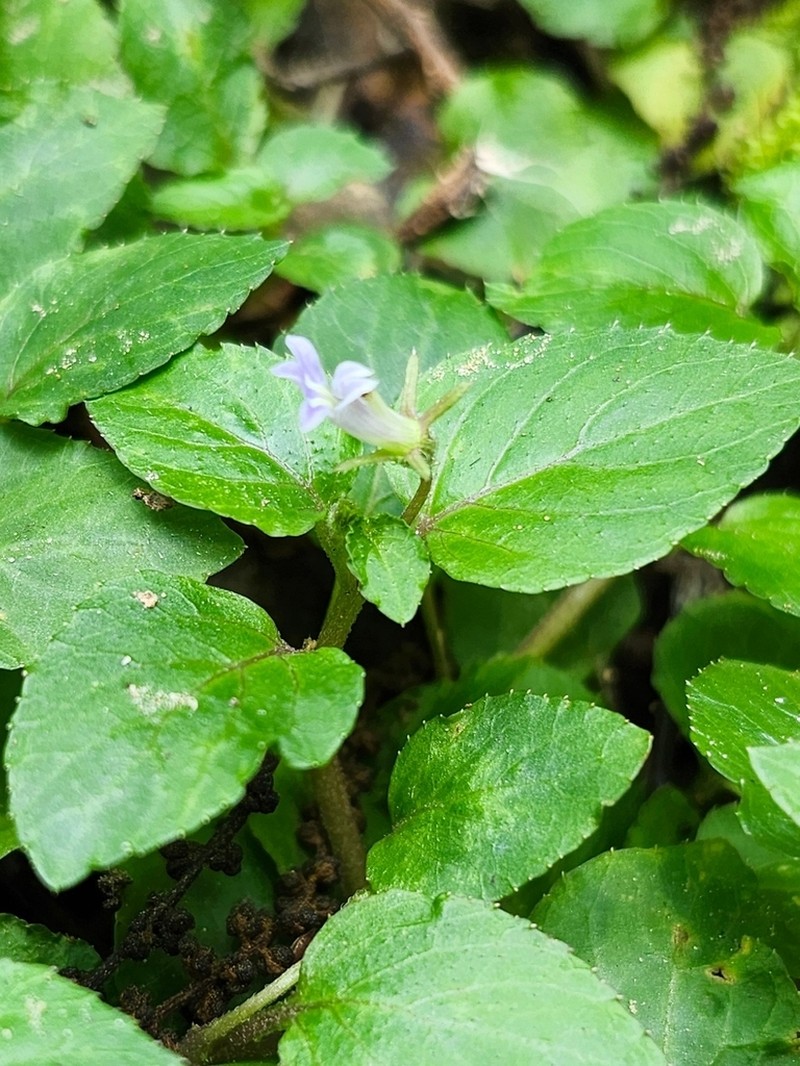 Lobelia zeylanica photo 4
