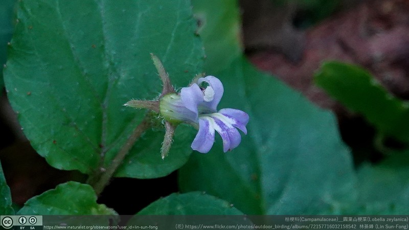 Lobelia zeylanica photo 5