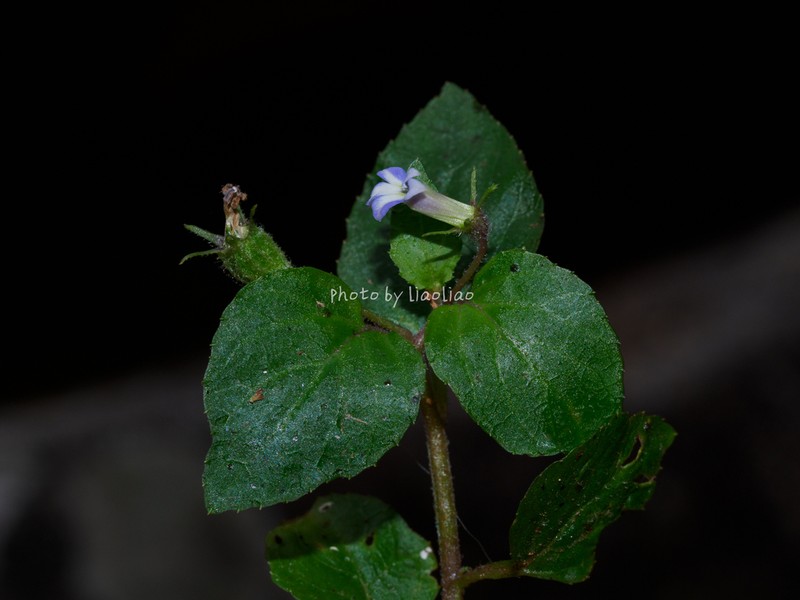 Lobelia zeylanica photo 6