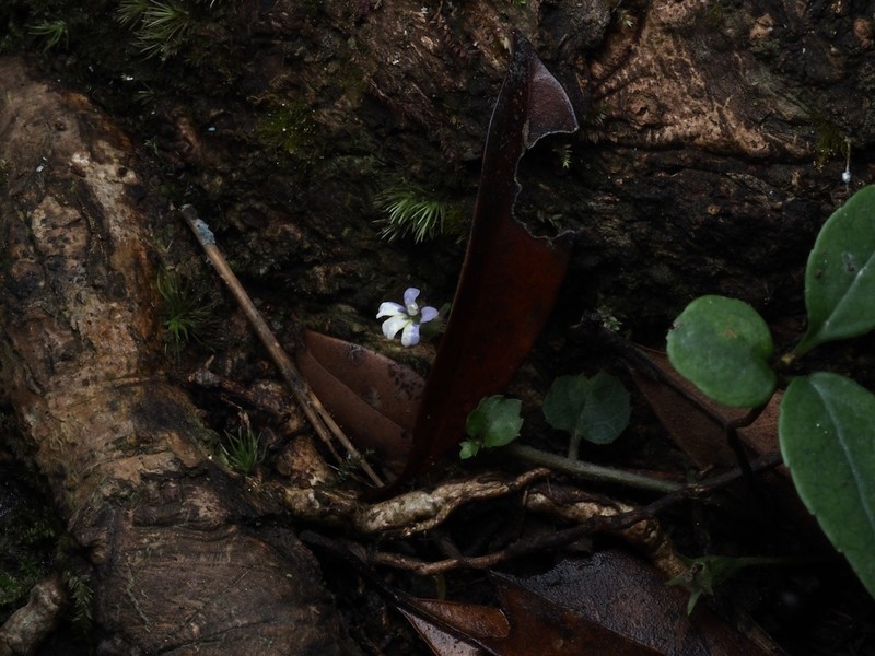 Lobelia zeylanica photo 7