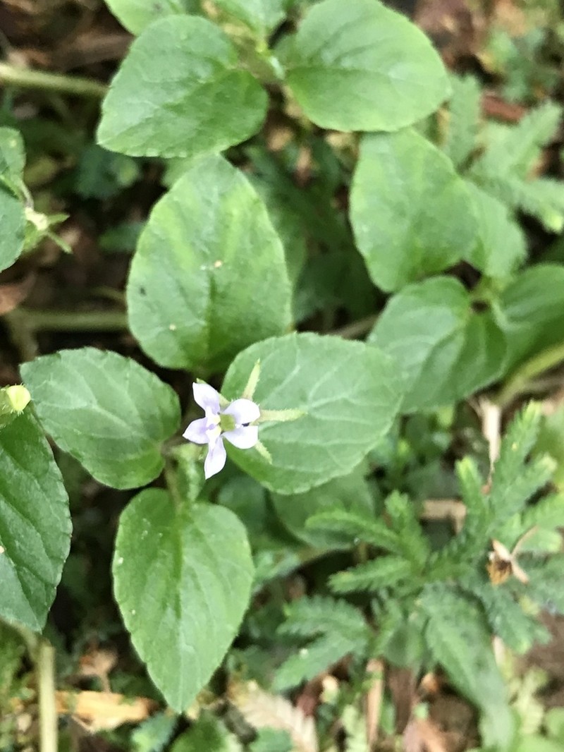 Lobelia zeylanica photo 8