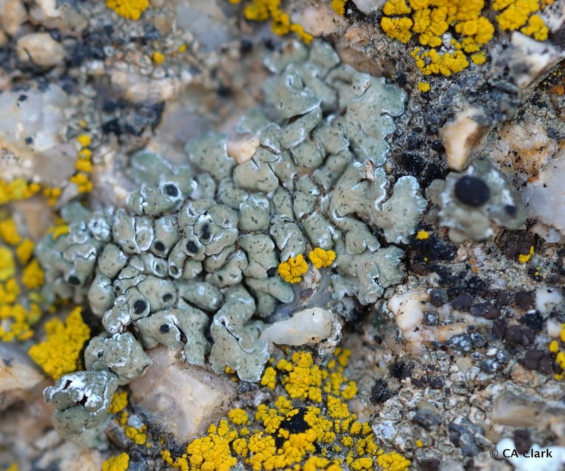 Lobothallia alphoplaca photo 2