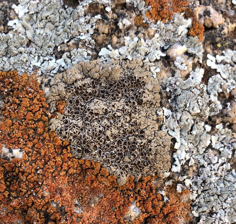 Lobothallia alphoplaca photo 3