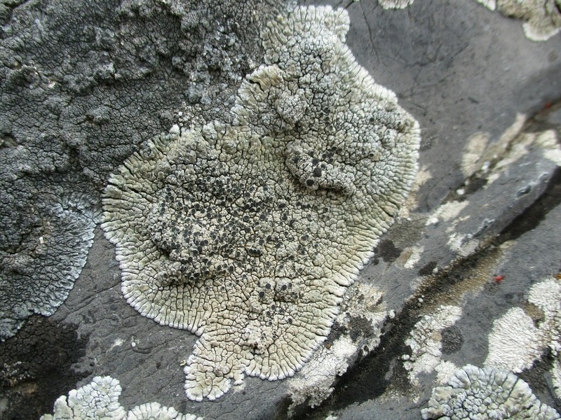 Lobothallia alphoplaca photo 4
