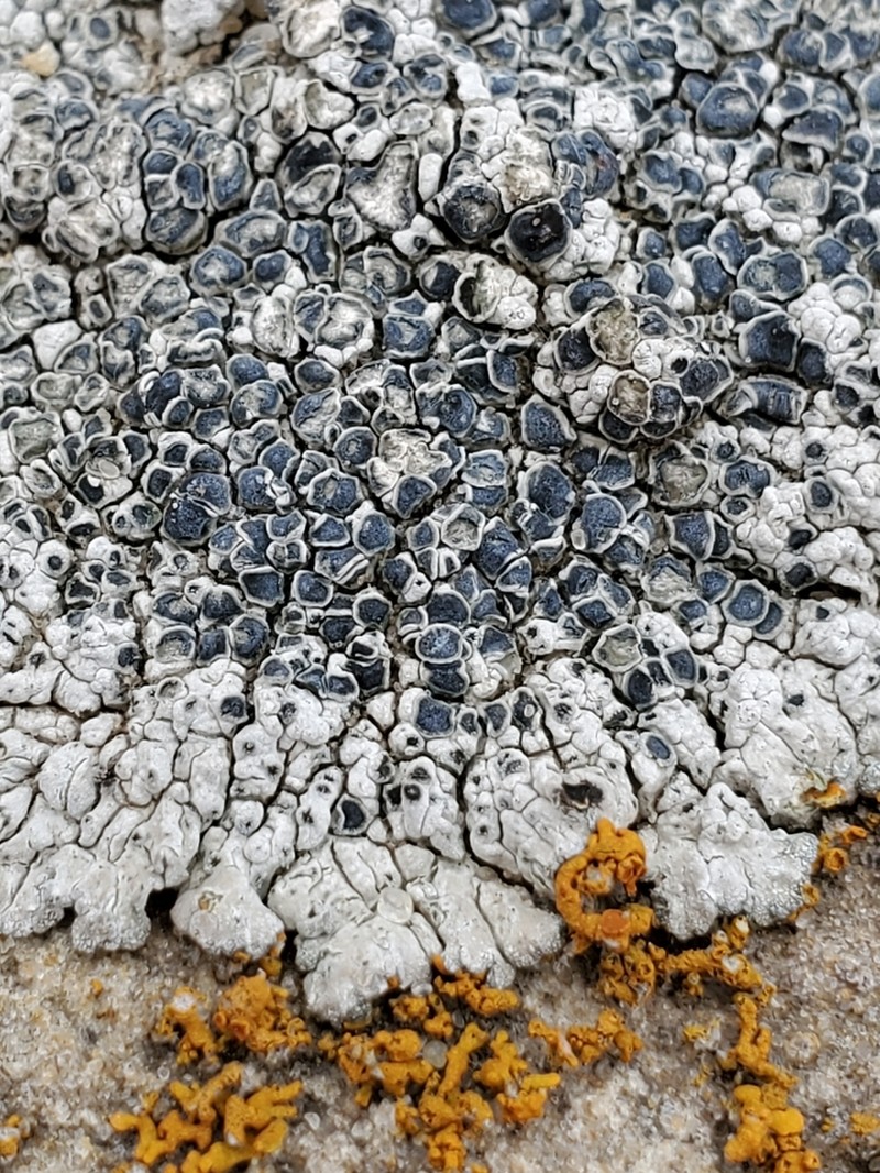 Lobothallia alphoplaca photo 5