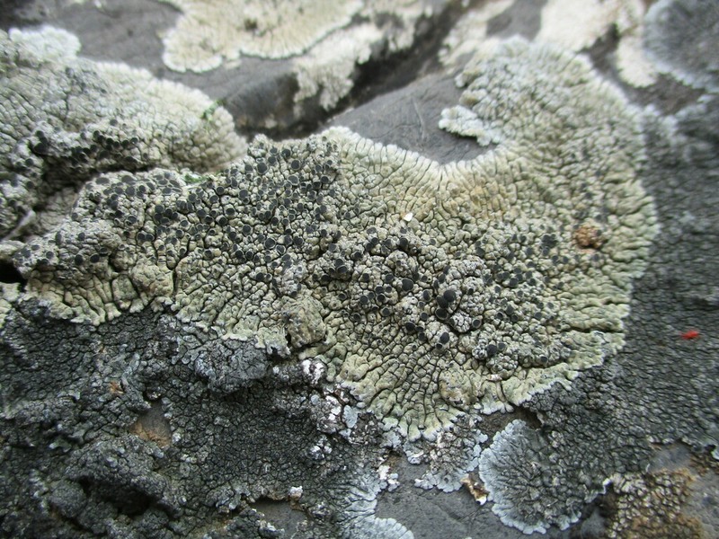 Lobothallia alphoplaca photo 6