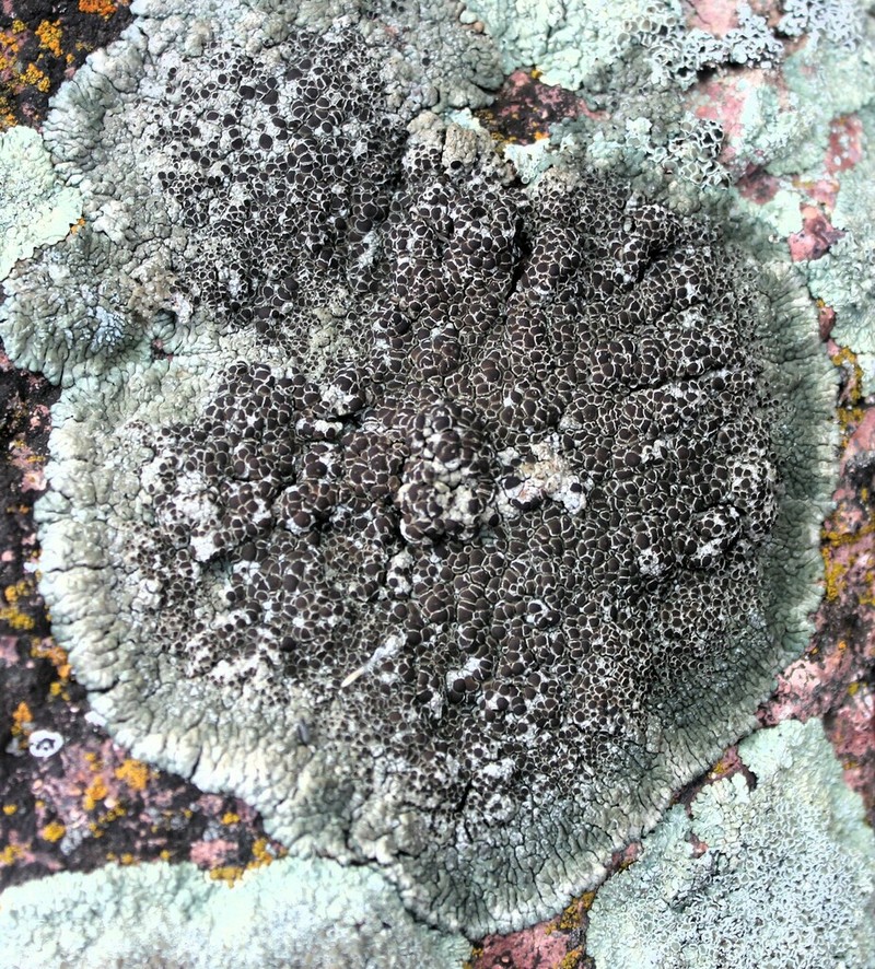 Lobothallia alphoplaca photo 7