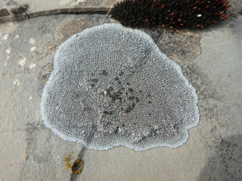 Lobothallia melanaspis
