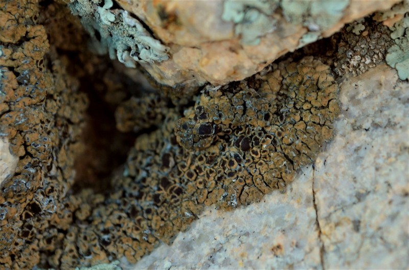 Lobothallia praeradiosa photo 2