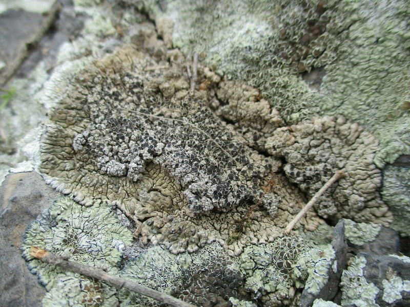 Lobothallia praeradiosa photo 3