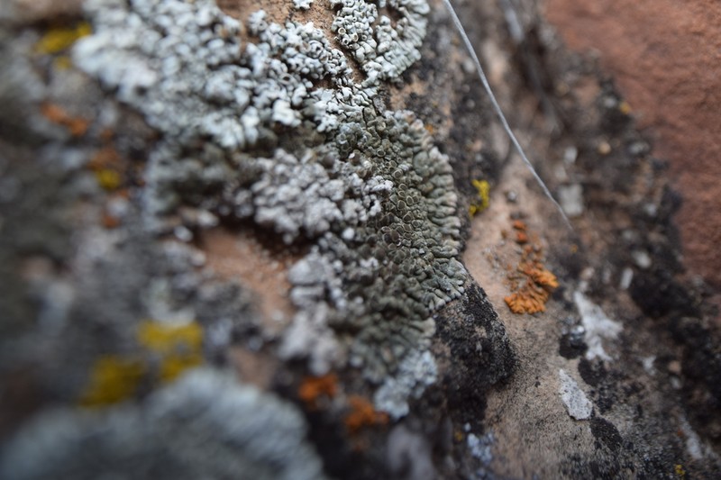Lobothallia praeradiosa photo 4