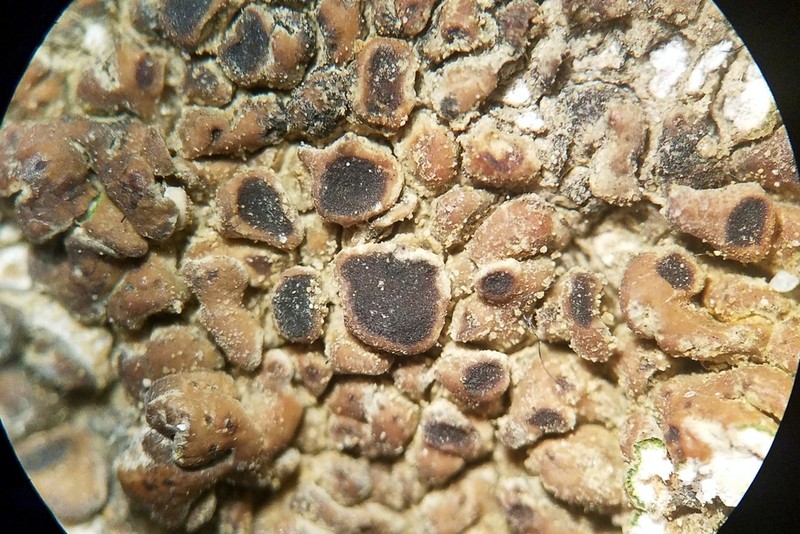 Lobothallia praeradiosa photo 7