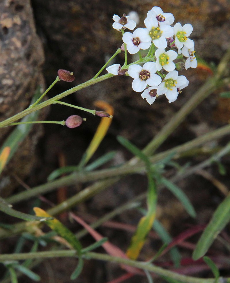 Lobularia canariensis subsp. canariensis photo 2
