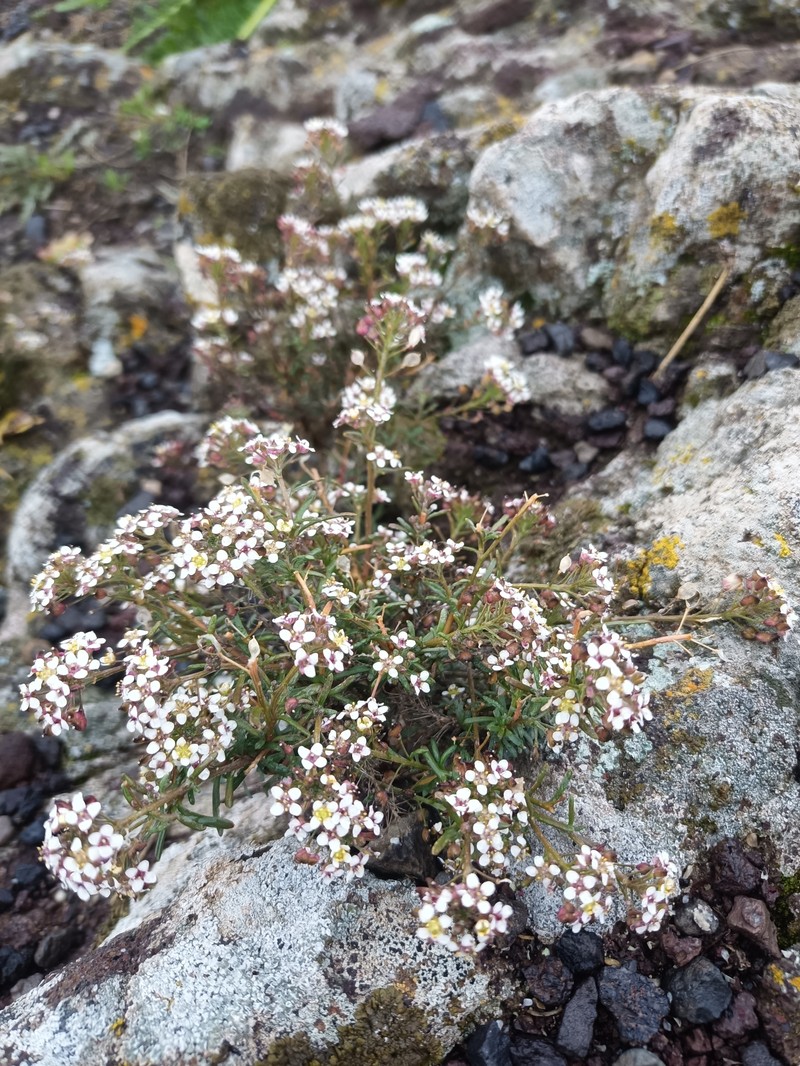 Lobularia canariensis subsp. canariensis photo 3