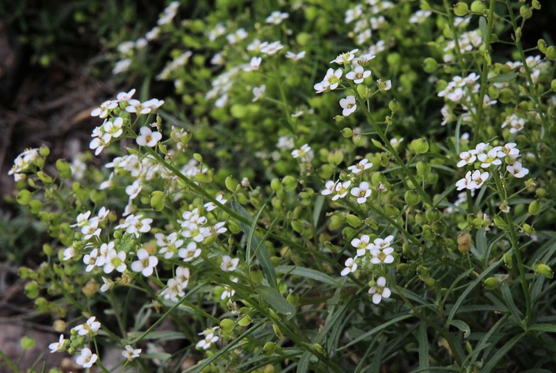 Lobularia canariensis subsp. canariensis photo 4