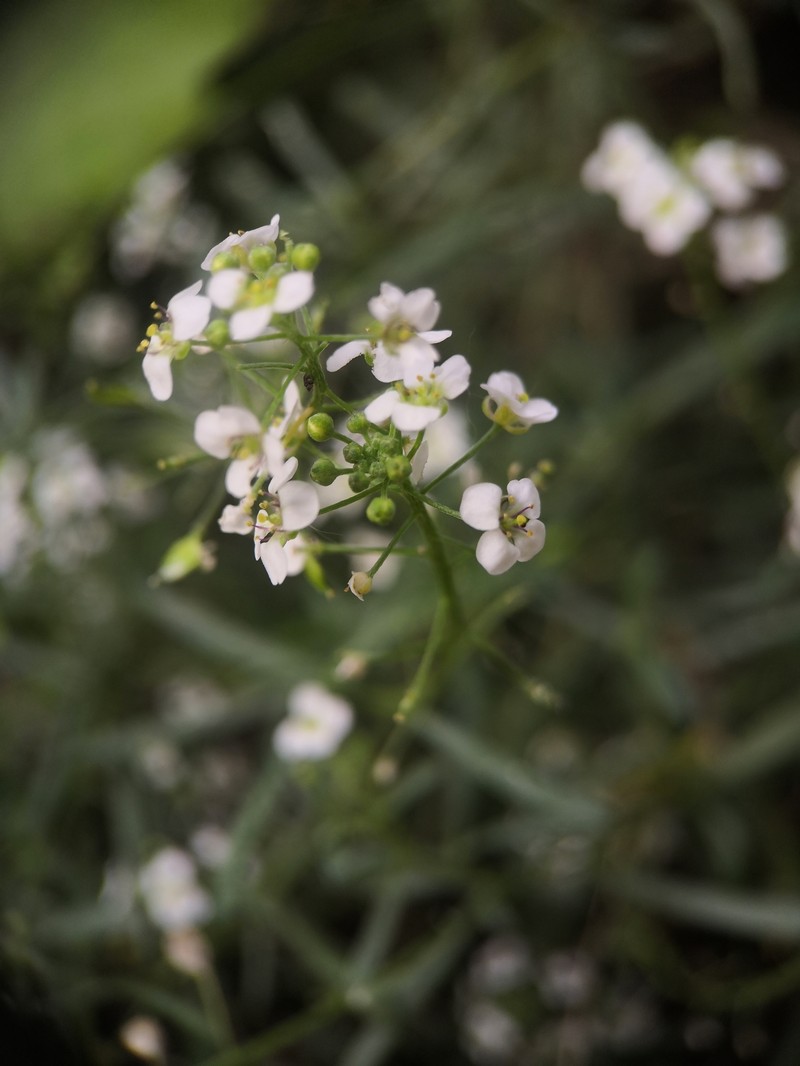 Lobularia canariensis subsp. canariensis photo 5