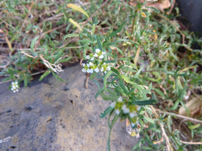 Lobularia canariensis subsp. canariensis