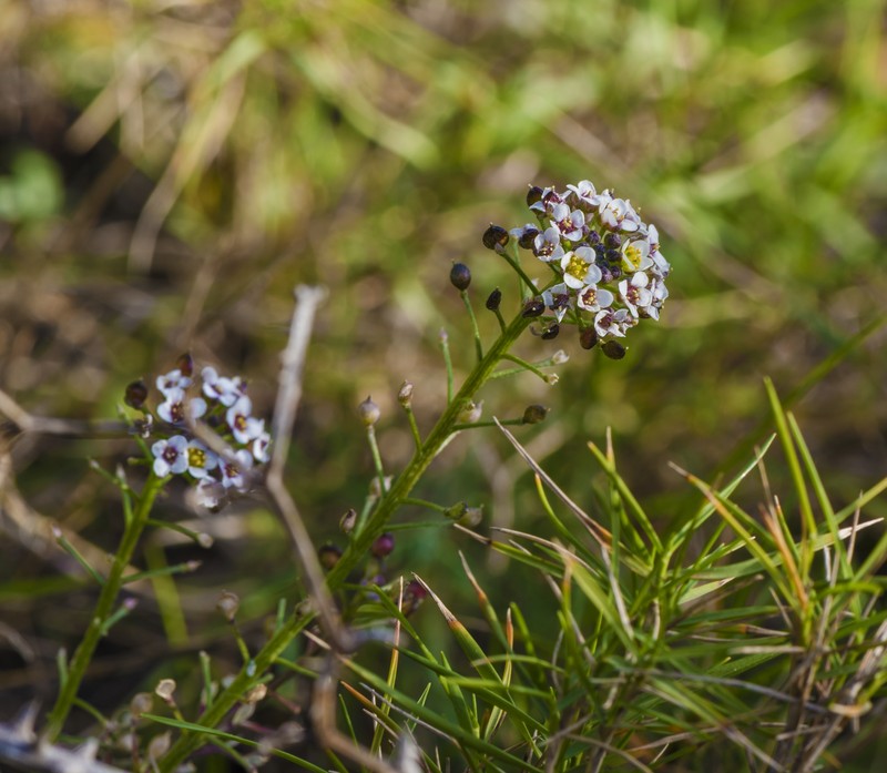 Sweet Alyssum photo 2