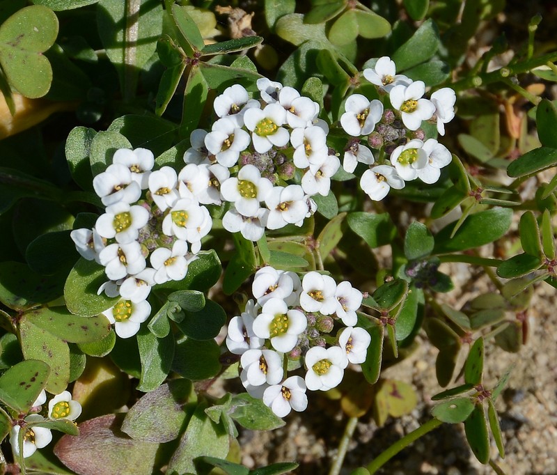 Sweet Alyssum photo 4