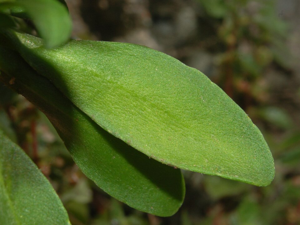 Sweet Alyssum photo 5