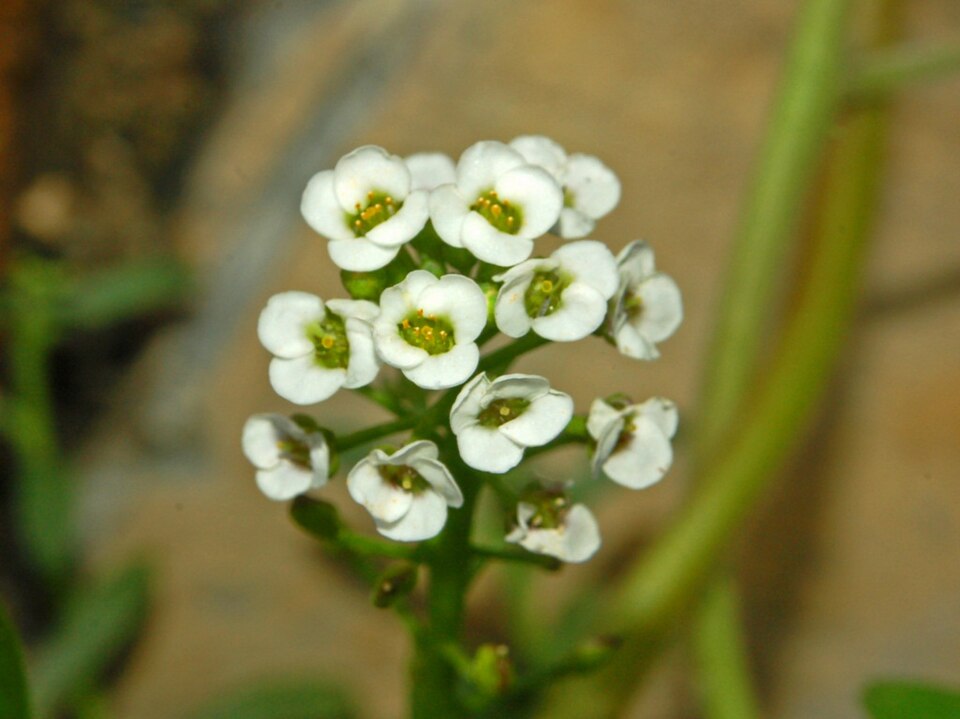 Sweet Alyssum photo 6