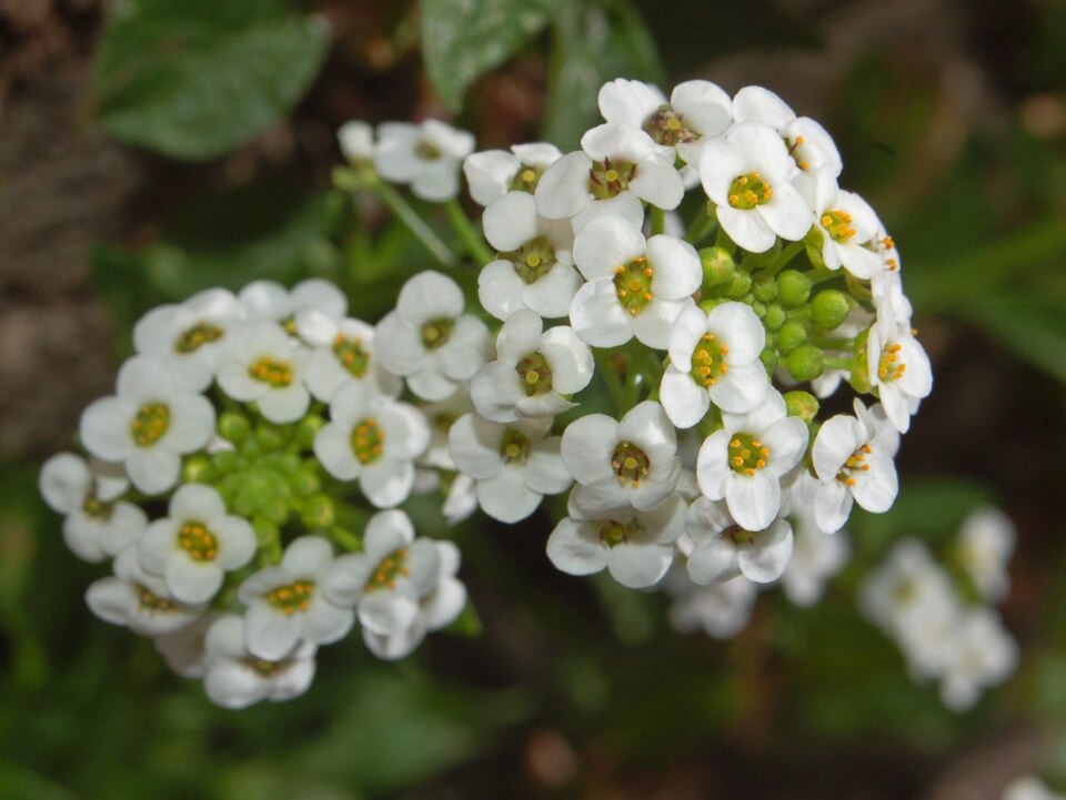 Sweet Alyssum photo 7
