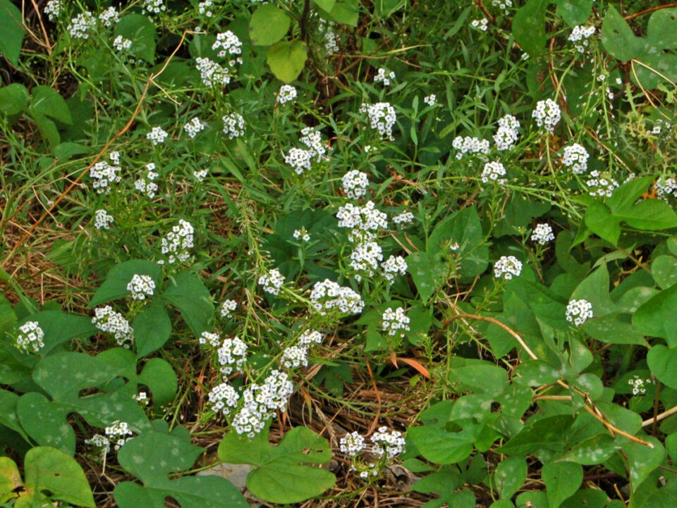 Sweet Alyssum photo 8
