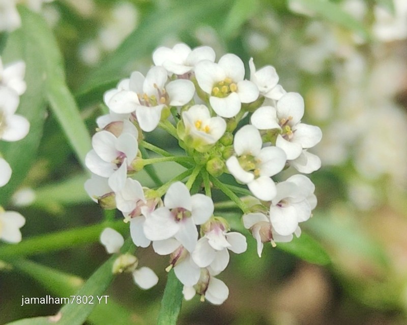 Lobularia maritima subsp. maritima